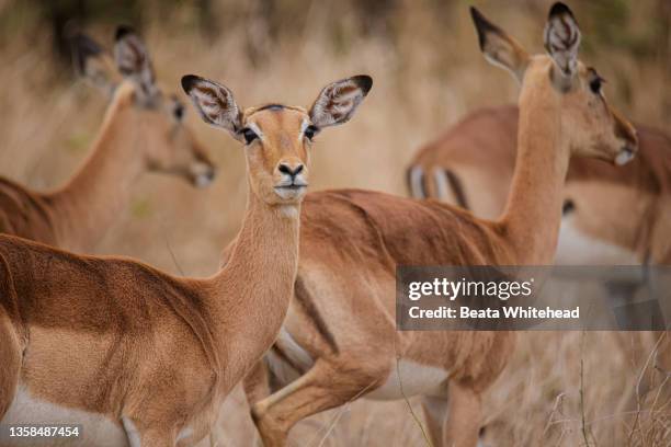 impala ( aepyceros melampus) - kruger national park south africa stock pictures, royalty-free photos & images