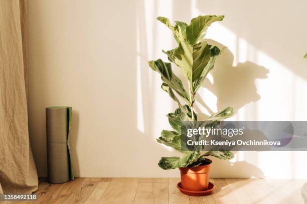 ficus lirata in wickr pot on wooden table. minimal. front view. copy space. - ficus tree stock pictures, royalty-free photos & images