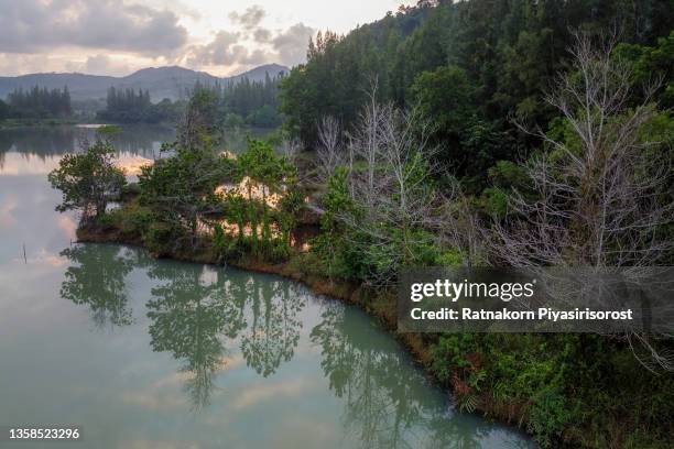 aerial drone view sunrise scene of lake and pine forest at liwong village public park, chana district, songkhla province, thailand - chana eden stock pictures, royalty-free photos & images