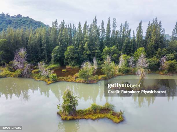 aerial drone view sunrise scene of lake and pine forest at liwong village public park, chana district, songkhla province, thailand - chana eden stock pictures, royalty-free photos & images