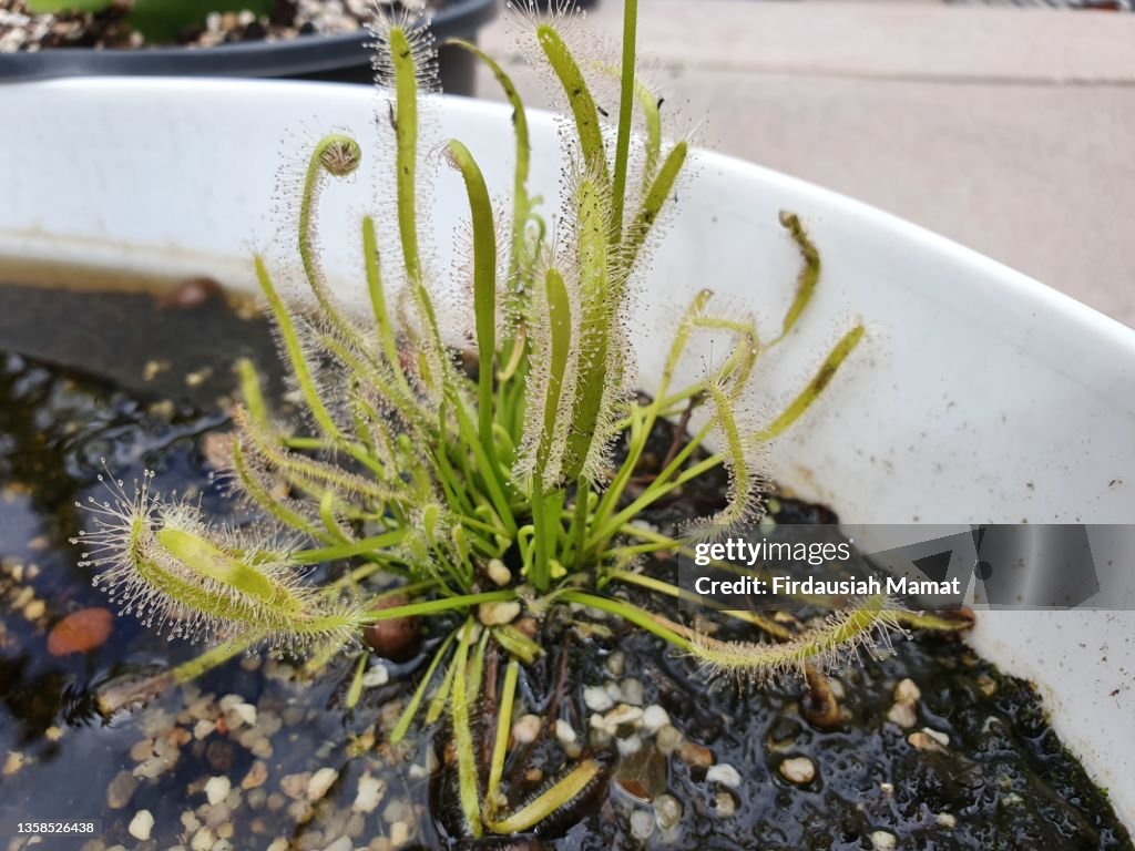 Drosera capensis or known as Sundew carnivorous plant