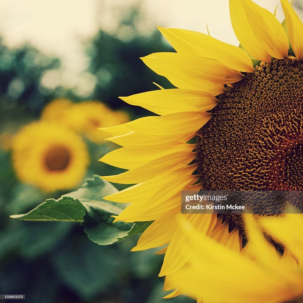 Sunflowers