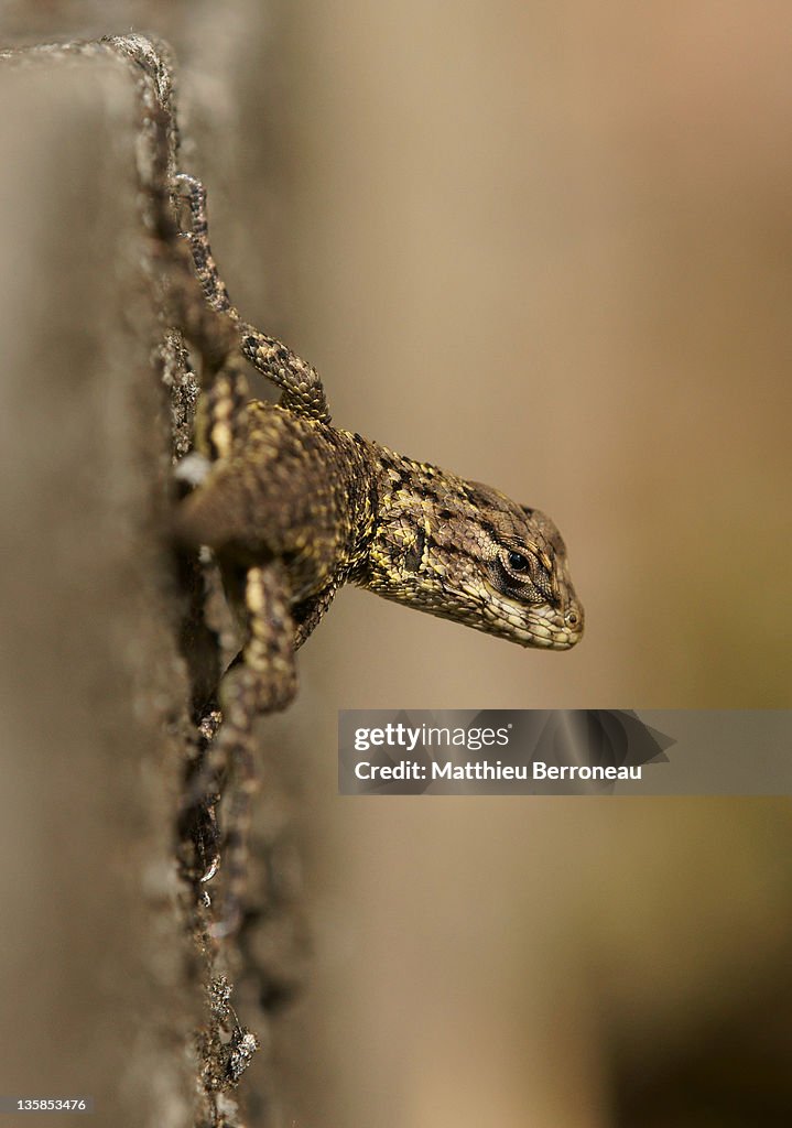 Reptile lizard, Costa Rica