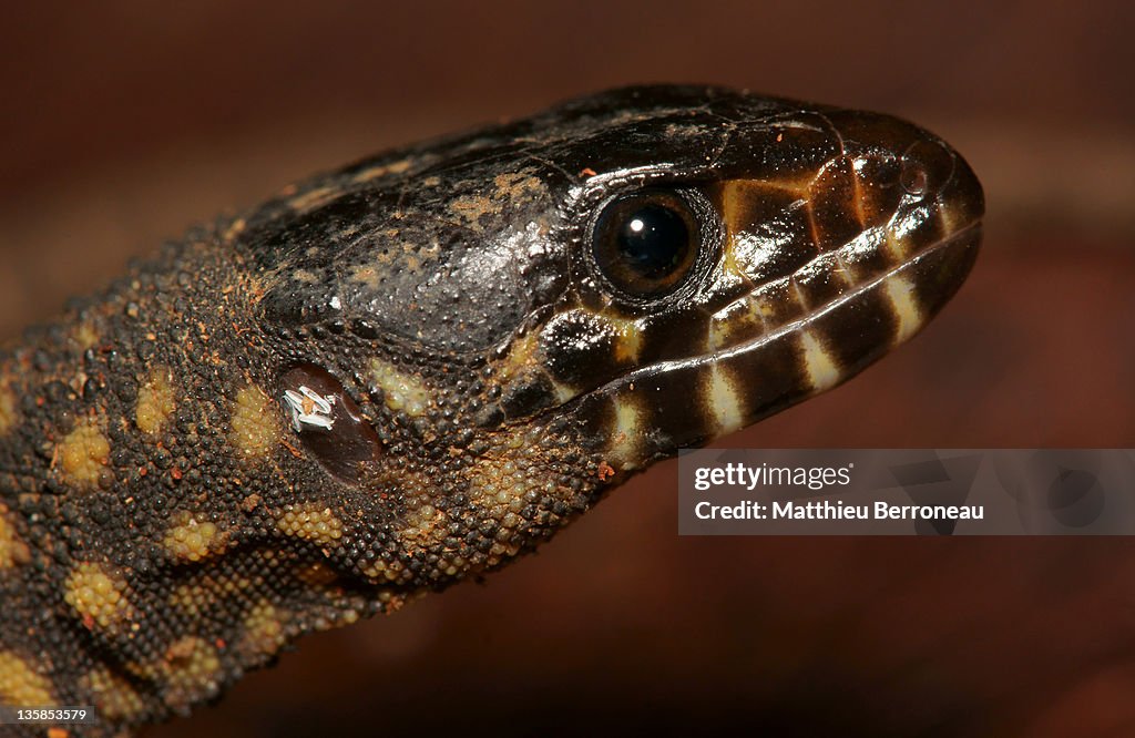 Lepidophyma flavimaculatum