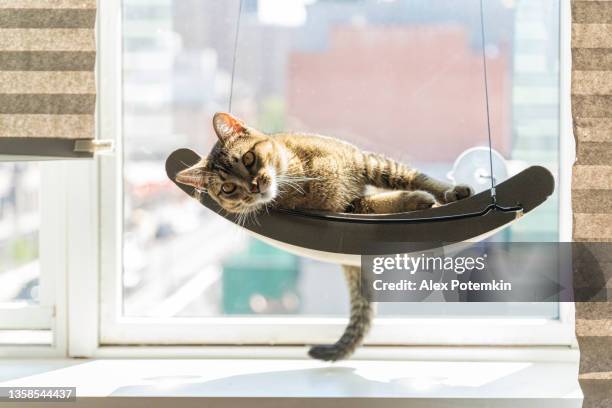 cat is resting on a pet perch mounted on a window. - hammock stockfoto's en -beelden