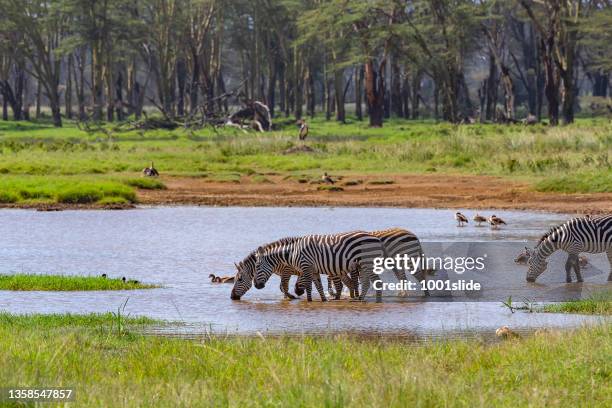 plains zebras está bebiendo agua en la naturaleza de un pozo de agua - waterhole fotografías e imágenes de stock