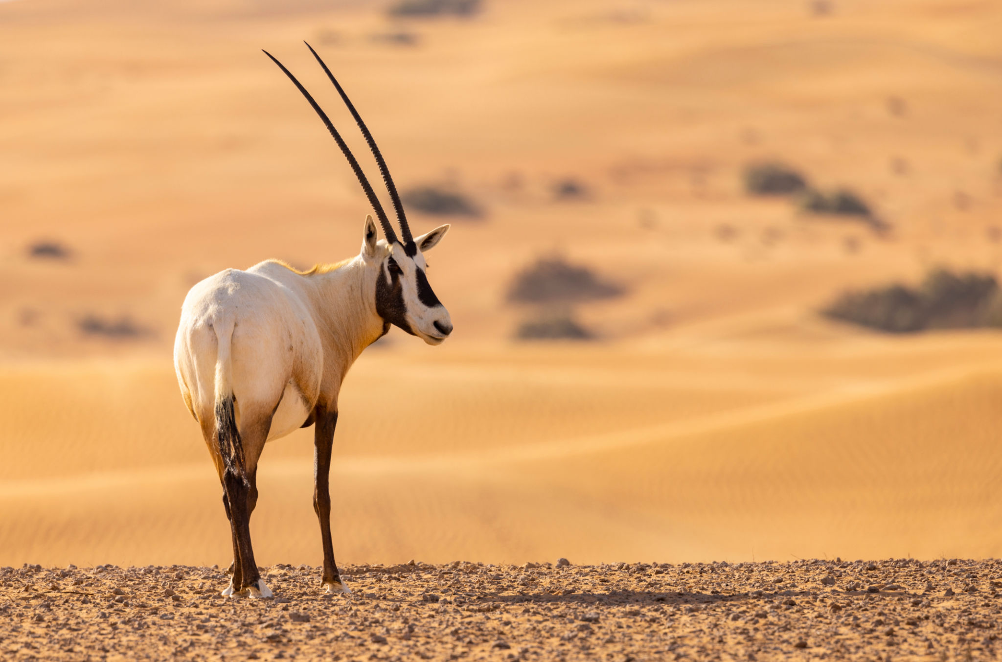 arabian oryx