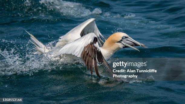 gannet with fish - gannet stock pictures, royalty-free photos & images