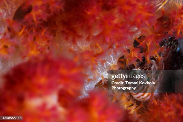 threadfin hawkfish - hawkfish stock pictures, royalty-free photos & images