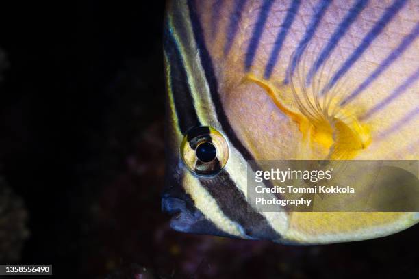blacklip butterflyfish portrait - butterflyfish fotografías e imágenes de stock