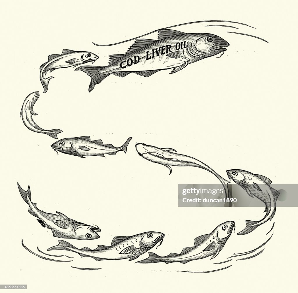 Group of Cod, fish, swimming in sea, Cod Liver Oil, 1890s, Victorian 19th Century