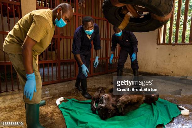 Ndakasi, a sick female mountain gorilla, is carried out of her night enclosure before a medical procedure to determine the cause of her long-term...