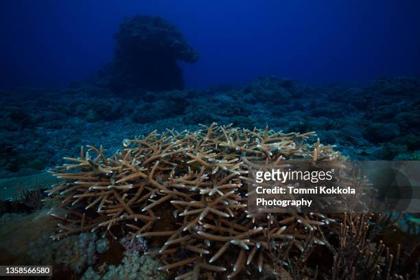 staghorn coral bush - staghorn coral stock pictures, royalty-free photos & images