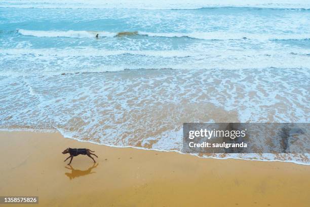 a dog running on the water's edge on the beach - gijon fotografías e imágenes de stock