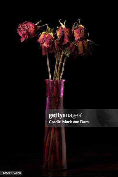 dead red roses in a pink vase against a black background - sadness death stock pictures, royalty-free photos & images