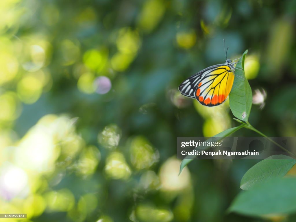 Hypolimnas misippus butterfly perched on green leaf, insect animal