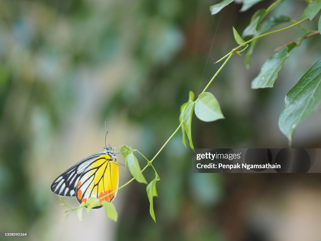 Hypolimnas misippus butterfly perched on green leaf, insect animal
