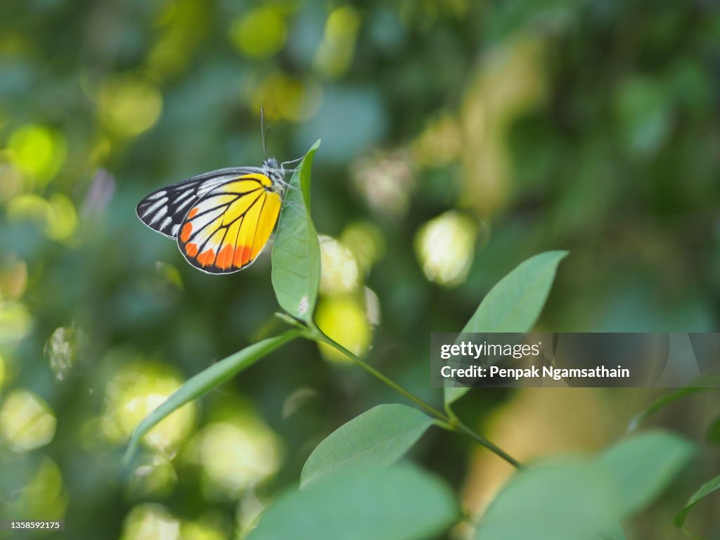 Hypolimnas misippus butterfly perched on green leaf, insect animal