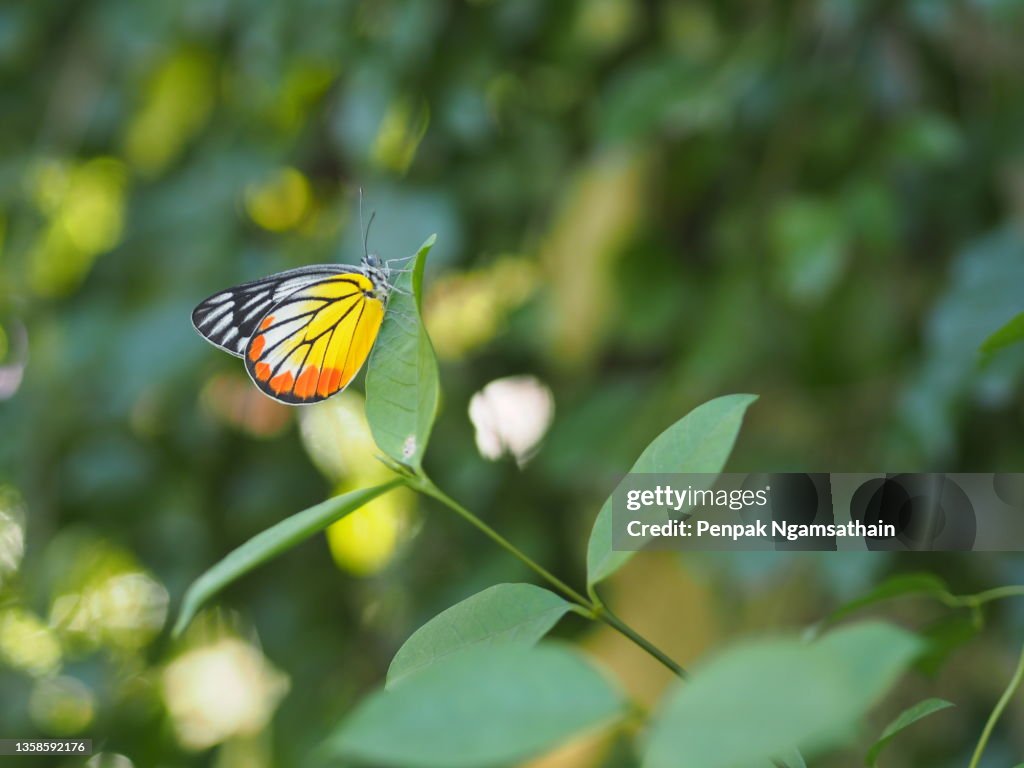 Hypolimnas misippus butterfly perched on green leaf, insect animal