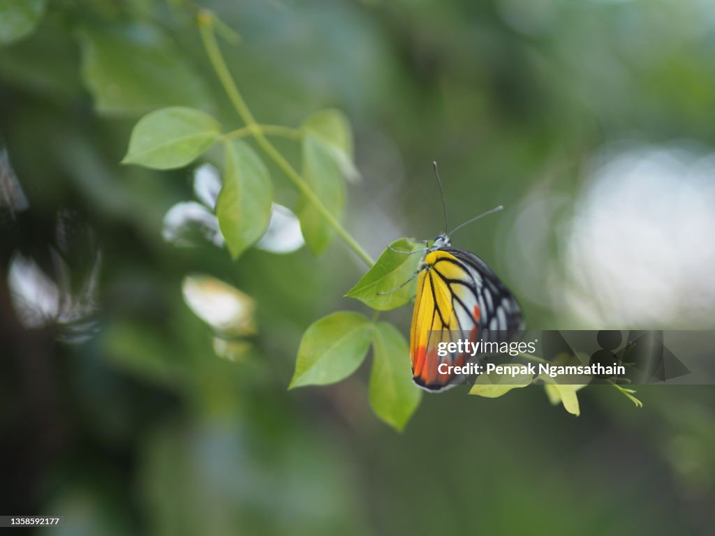 Hypolimnas misippus butterfly perched on green leaf, insect animal