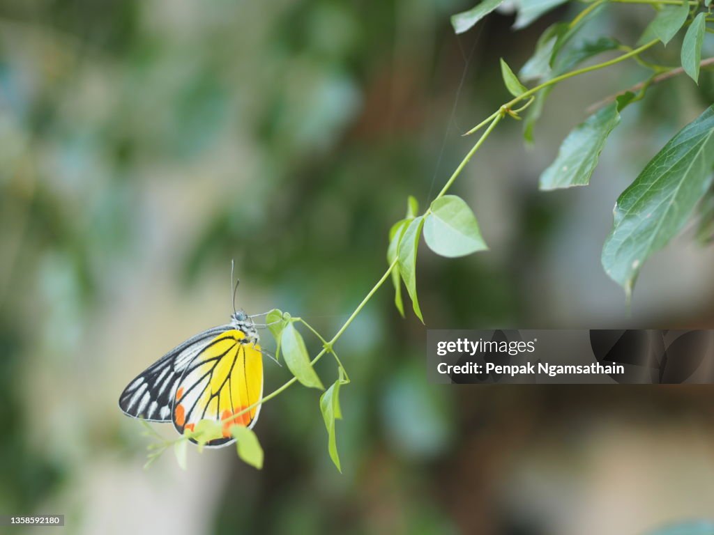 Hypolimnas misippus butterfly perched on green leaf, insect animal