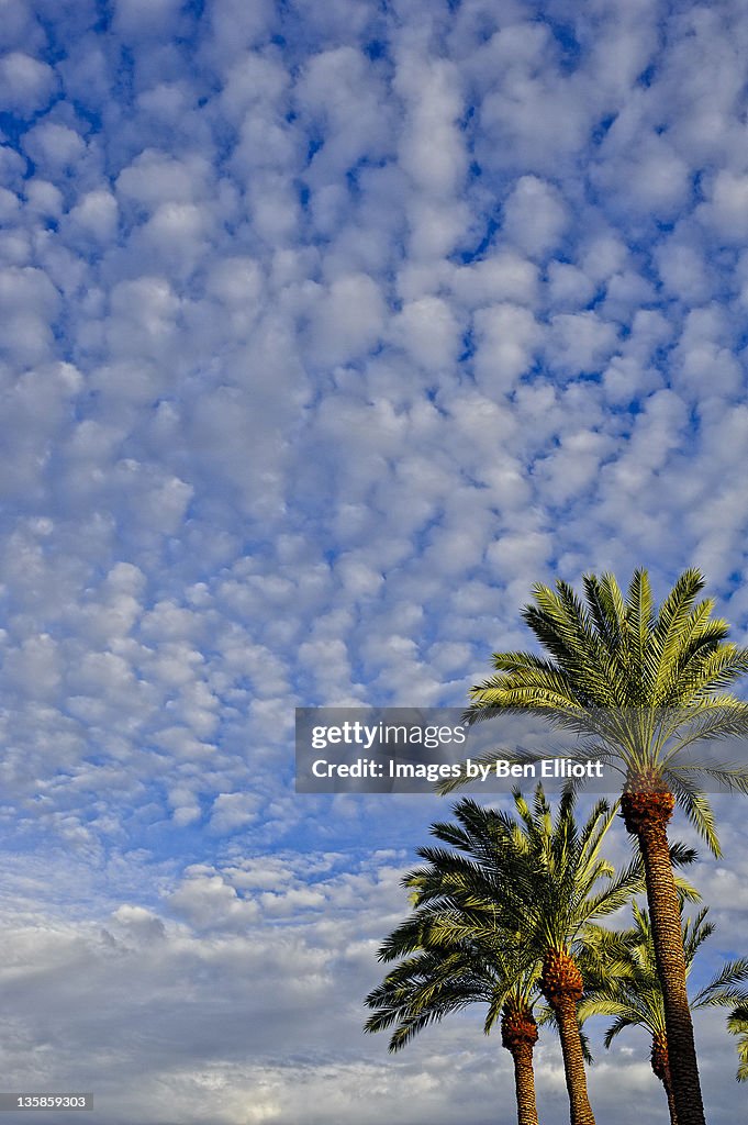 Desert palm trees against cloudy sky