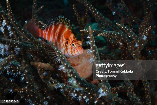 threadfin hawkfish - hawkfish stock pictures, royalty-free photos & images