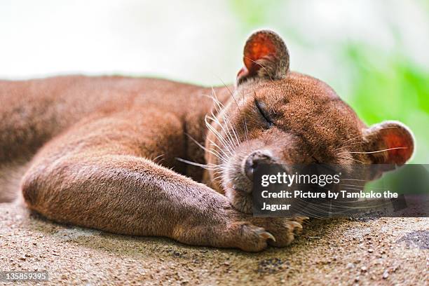 cute sleeping fossa - fossa stock pictures, royalty-free photos & images