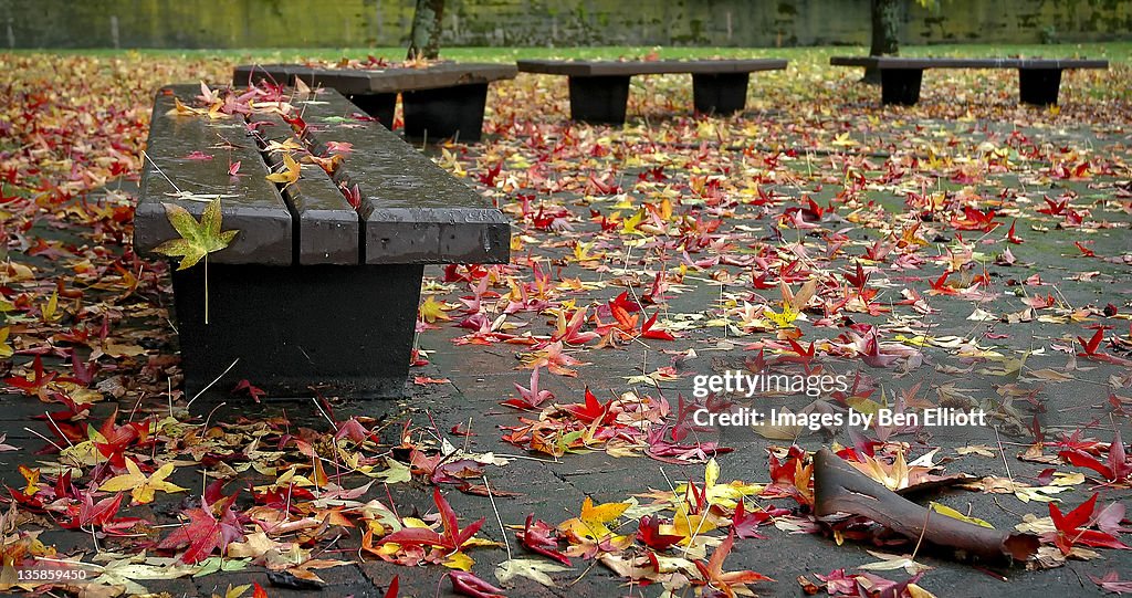 Leaves fallen on ground