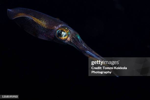 bigfin reef squid in night - bigfin reef squid stock pictures, royalty-free photos & images