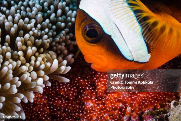 saddleback anemonefish with eggs - clown fish stock pictures, royalty-free photos & images