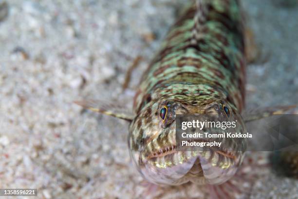 twospot lizardfish - lizardfish stock pictures, royalty-free photos & images