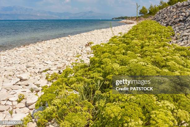 Mirca Morera 63 Mirca Stock Photos, High-Res Pictures, and Images - Getty Images