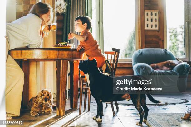 little boy and mom eating at the home. - tea family stock pictures, royalty-free photos & images