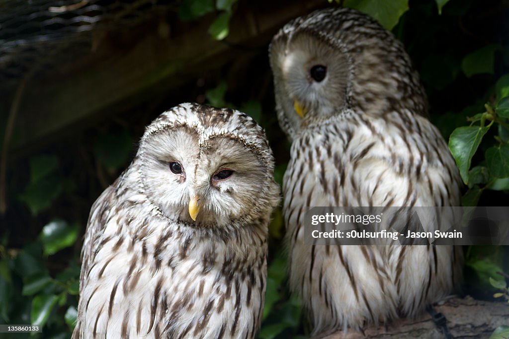 Pair of barred owls