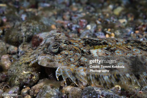 peacock flounder - flounder stock pictures, royalty-free photos & images