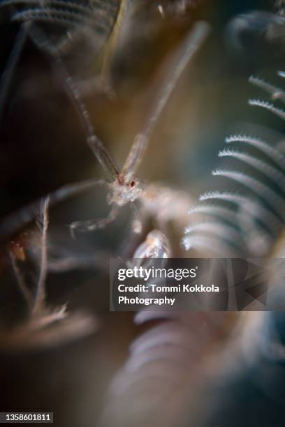 skeleton shrimp - skeleton shrimp stock pictures, royalty-free photos & images