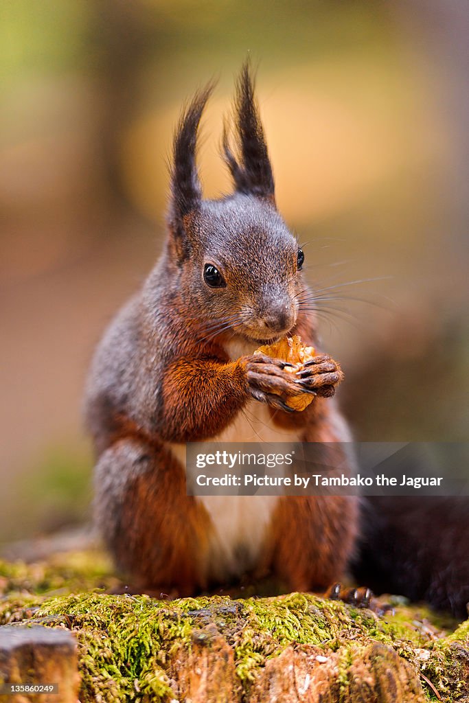 Squirrel eating nut