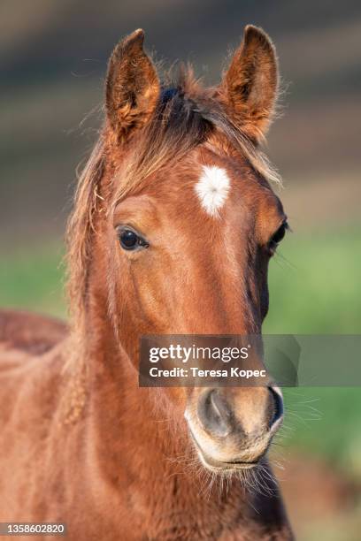 chestnut horse with star headshot - fohlen stock-fotos und bilder