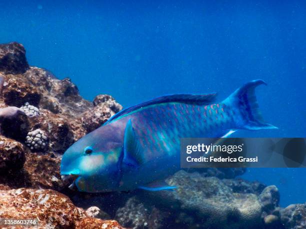 spectacled parrotfish (chlorurus perspicillatus) on the house reef of rannalhi island, south male atoll, indian ocean, republic of the maldives. - bicolour parrotfish stock pictures, royalty-free photos & images