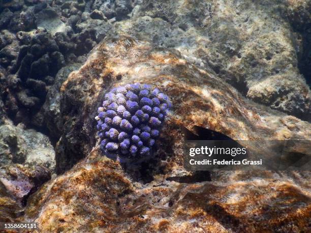 purple acropora coral on the house reef of rannalhi island, maldives - male imagens e fotografias de stock