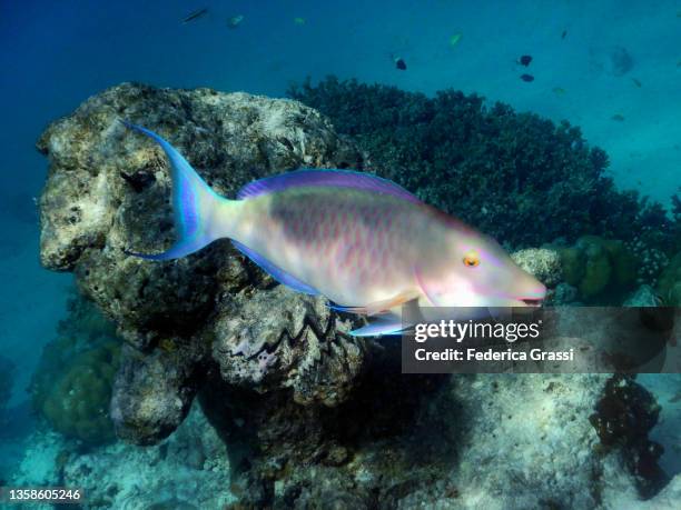 pacific longnose parrotfish (hipposcarus longiceps) - bicolour parrotfish stock pictures, royalty-free photos & images