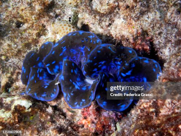 blue tridacna clam or giant clam on porites coral, rannalhi coral reef, maldives - male imagens e fotografias de stock