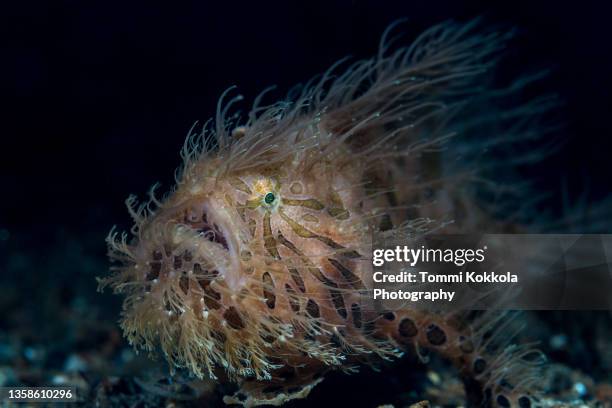 hairy frogfish - hairy asian stock pictures, royalty-free photos & images