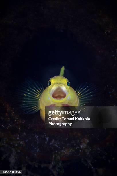 ornate goby yawning - trimma okinawae stock pictures, royalty-free photos & images