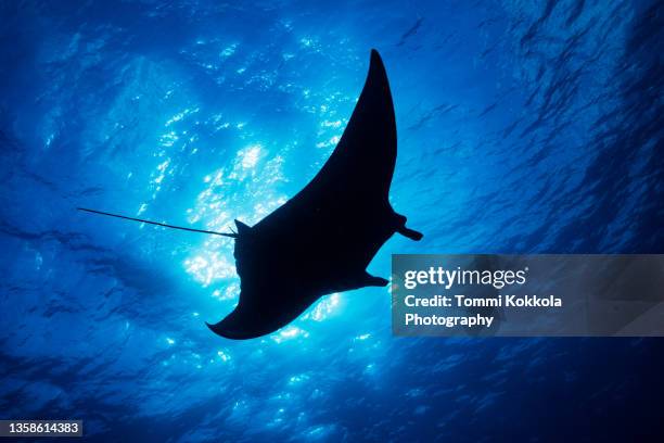 manta ray silhouette - manta ray stock pictures, royalty-free photos & images