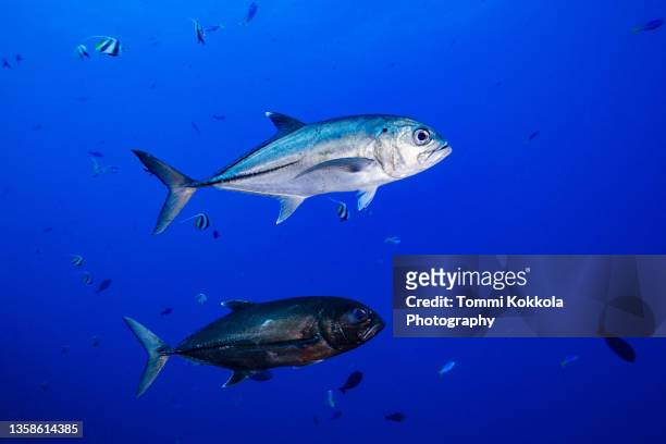 bigeye trevally during mating period - trevally jack stock pictures, royalty-free photos & images