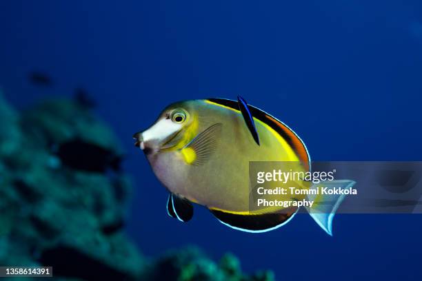 japanese surgeonfish being cleaned by cleaner wrasse - pesce dottore foto e immagini stock