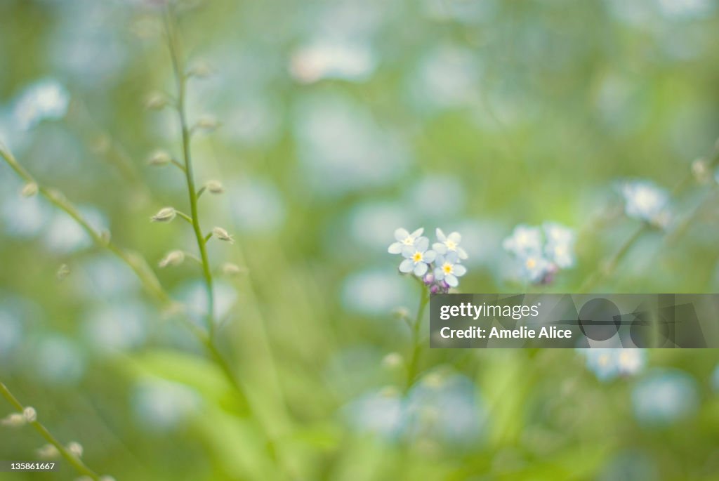 Tiny blue flowers