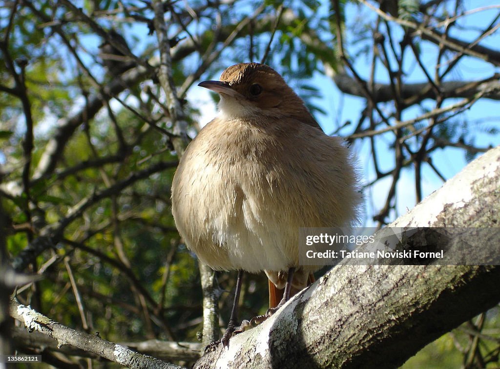 Bird sitting on tree branch